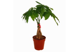 Pachira (Money Tree) in 6" Nursery Pot